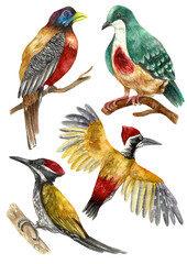 Colorful Watercolored Philippine Birds Trogon Ibong Adarna Pigeon Woodpecker