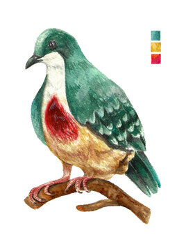 Colorful Watercolored Philippine Birds Luzon Bleeding Heart Punay Pigeon