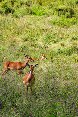 impala antelope in the savannah