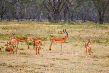 impala antelope in the savannah