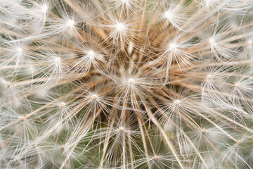 The perfect geometry of the dandelion flower