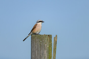 A male Red Backed Shrike sitting on a wooden pole