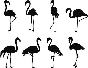 set of flamingos in different poses silhouette, vector