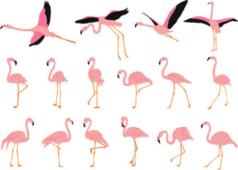 set of pink flamingos in flat style, vector
