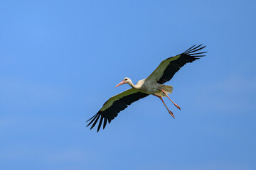 A White Stork in flight blue sky