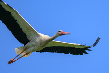 A White Stork in flight blue sky