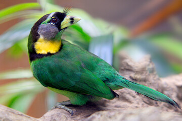 Rotbüschel-Bartvogel (Psilopogon pyrolophus) auch Feuerbüschel-Bartvogel