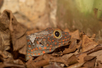 Tokeh oder Tokee (Gekko gecko) Gecko liegt im Laub