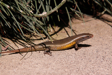 Skinke (Scincidae), auch Glattechsen im Sand
