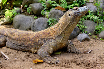 Komodowaran (Komodo-Waran) oder Komododrache (Varanus komodoensis) Sundainseln, Indonesien 