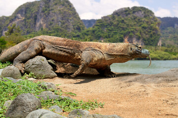 Komodowaran (Komodo-Waran) oder Komododrache (Varanus komodoensis) Sundainseln, Indonesien 