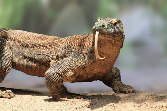Komodowaran (Komodo-Waran) oder Komododrache (Varanus komodoensis) Sundainseln, Indonesien 