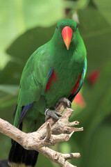 Großer Alexandersittich  (Psittacula eupatria) sitzt auf Ast, Asien