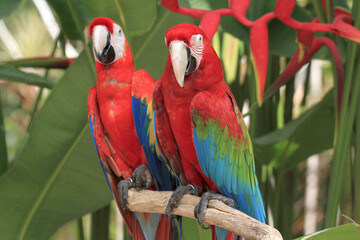 Scharlachara (Ara macao) auch Hellroter Ara oder Arakanga, Papageien sitzen auf Ast