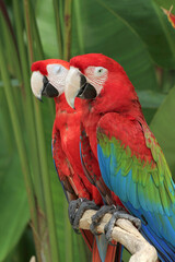 Scharlachara (Ara macao) auch Hellroter Ara oder Arakanga, Papageien sitzen auf Ast