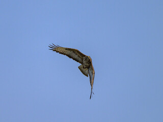 A Common Buzzard flying on a sunny day