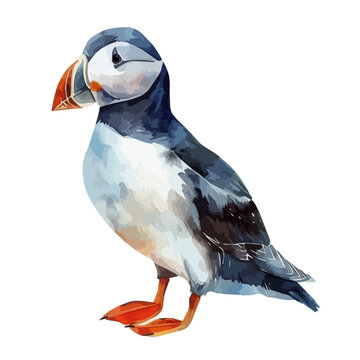 recommend clip art: Watercolor vector of a puffin, isolated on a white background, design art, drawing clipart, Illustration painting, Graphic logo, puffin vector 