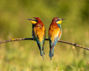 pair of bee-eaters perched on a branch in spring