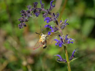 A broad bordered bee hawk moth feeding on a blue flower