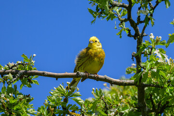 A beautiful male Yellowhammer sitting on a branch