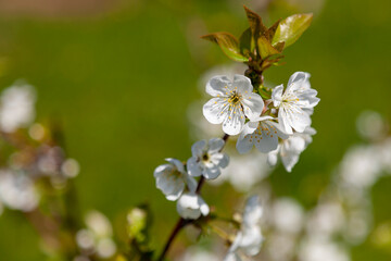 White Cherry flowers close-up on a blurry background