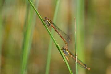 A pair of large red damselflies resting on a plant