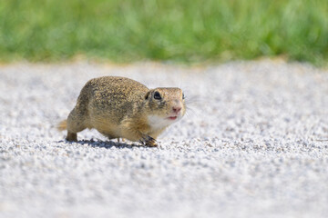 A European ground squirrel in a meadow in spring