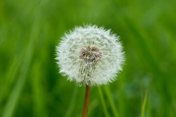 Fototapeta premium Close up dandelion on the green background.