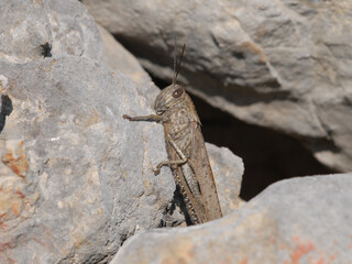 An Egyptian Locust sitting on a stone on a sunny day