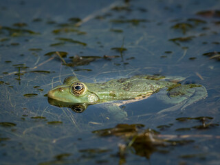 A water frog resting in a small pond on a sunny day