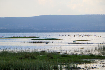 landscape with lake