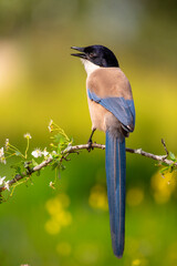 iberian magpie perched in spring