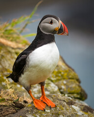 Atlantic Puffin standing  on a rock