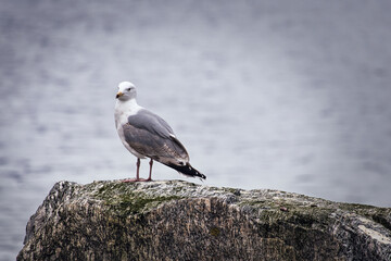 Seagull on a stone in Norway in front of a fjord. Seabird in Scandinavia. Animal
