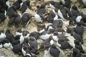 Common Guillemot colony nesting