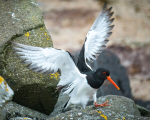 Oystercatcher with wings spread