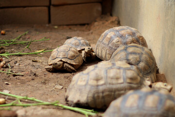 Obraz premium African Sulcata Tortoise Natural Habitat,Close up African spurred tortoise resting in the garden, Slow life ,Africa spurred tortoise sunbathe on ground with his protective shell ,Beautiful Tortoise