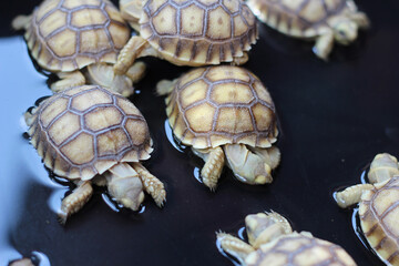 Baby African Spurred Tortoise Drink Water,cute animal