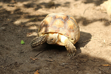 African Sulcata Tortoise Natural Habitat,Close up African spurred tortoise resting in the garden, Slow life ,Africa spurred tortoise sunbathe on ground with his protective shell ,Beautiful Tortoise