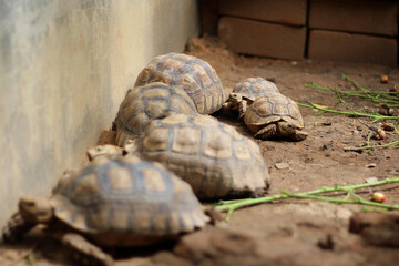 African Sulcata Tortoise Natural Habitat,Close up African spurred tortoise resting in the garden,...