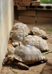 Obraz premium African Sulcata Tortoise Natural Habitat,Close up African spurred tortoise resting in the garden, Slow life ,Africa spurred tortoise sunbathe on ground with his protective shell ,Beautiful Tortoise