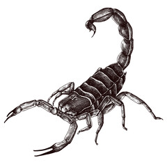 Hand drawn scorpion design element