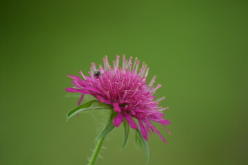 Lila Distelblüte mit kleinem Insekt vor grünem Hintergrund