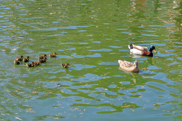 A family of waterfowl in a pond.