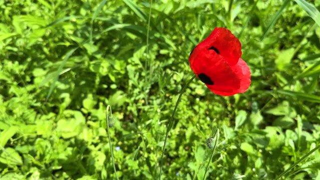 scenic close up shot on red color beautiful opium poppy flower blur background of garden farm field in rural village countryside Hyrcanian forest in iran natural scenic landscape blooming sunlight