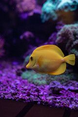 Yellow fish in the aquarium.Underwater world of the ocean