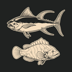 outline drawing tuna and grouper fish illustration