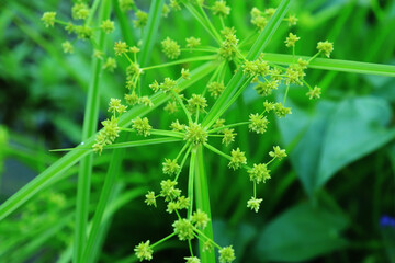 Razor grass or Cyperus esculentus, needle-shaped flowers.