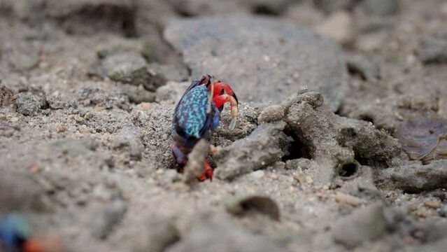 Fiddler crabs, (genus Uca), colorful animals, sandy mangrove environment