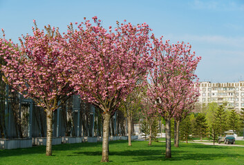 Close-up Prunus 'Kanzan' (Prunus serrulata or Prunus lannesiana) pink flowers in City park...